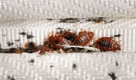 Bedbug Control